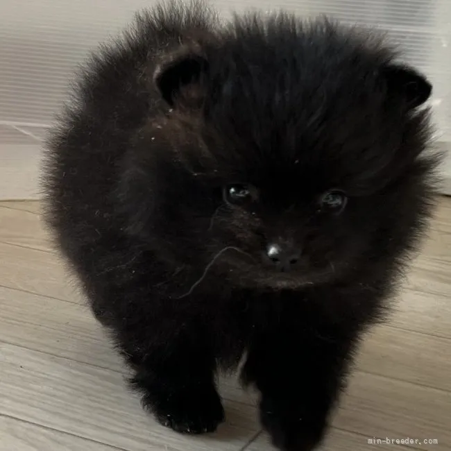 ID：2202-01812の子犬