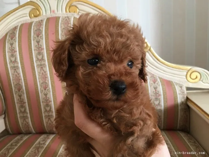 ID：1705-01659の子犬