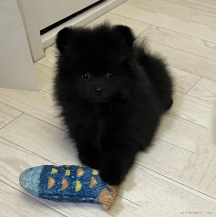 ID：2210-01582の子犬