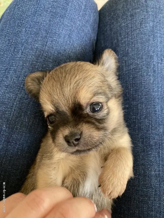 ID：2103-01388の子犬