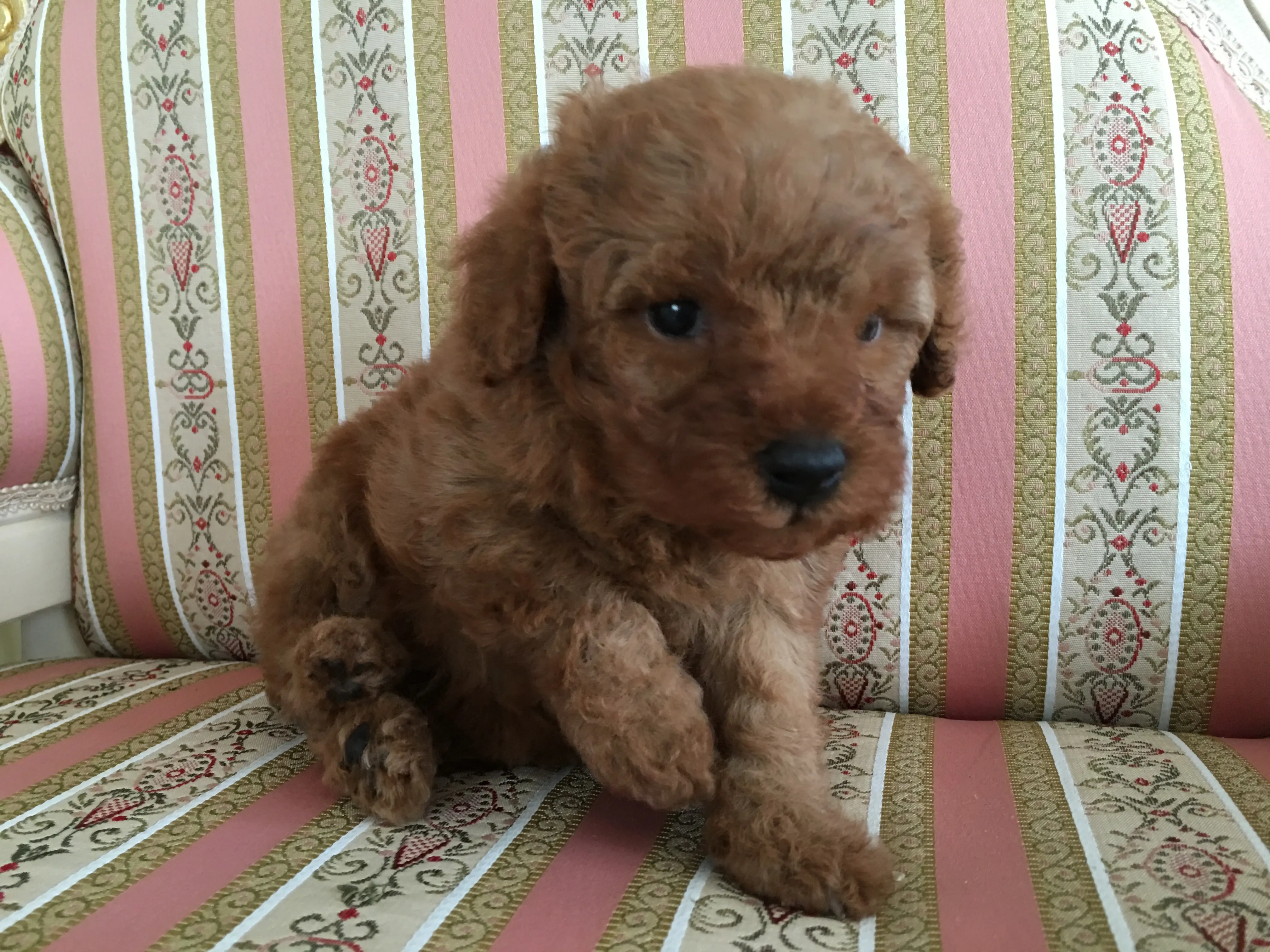ID：1606-00010の子犬