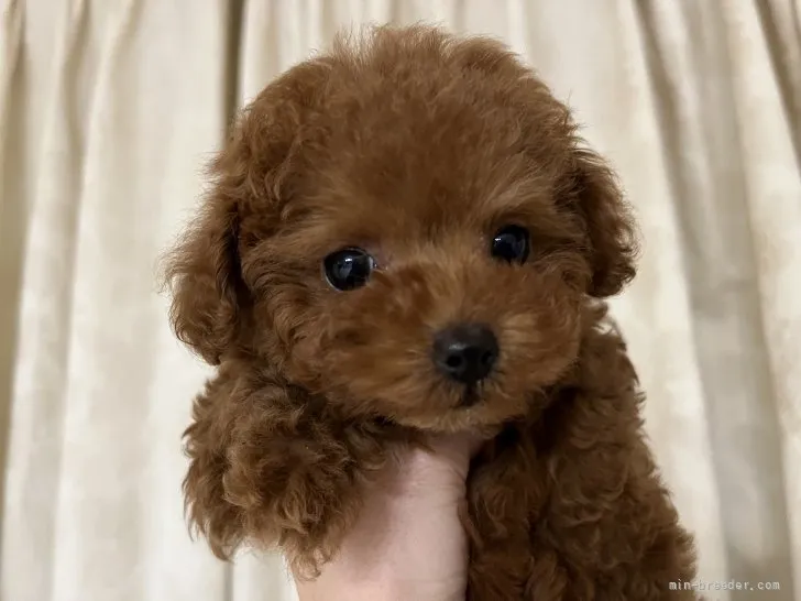 ID：2202-00860の子犬