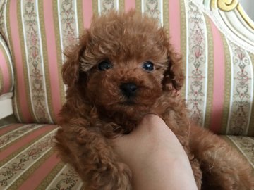 トイプードル(タイニー)【北海道・男の子・2017年4月6日・レッド】の写真「お目目クリクリ小さめサイズの男の子」