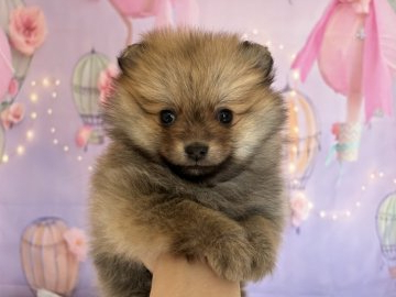 ポメラニアン【北海道・女の子・2021年12月26日・オレンジセーブル】の写真「甘えん坊でにと懐っこい可愛い子」
