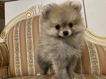 ポメラニアン【北海道・女の子・2021年5月16日・ウルフセーブル】の写真「期間限定2万円引き中です!!」
