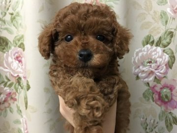 トイプードル(トイ)【北海道・男の子・2018年4月4日・レッド】の写真「モコモコの可愛いぬいぐるみの様な子☆」