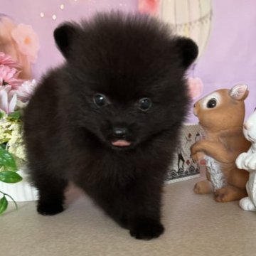 ポメラニアン【北海道・男の子・2023年8月3日・ブラック】の写真「コンパクトボディのかわいい男の子」