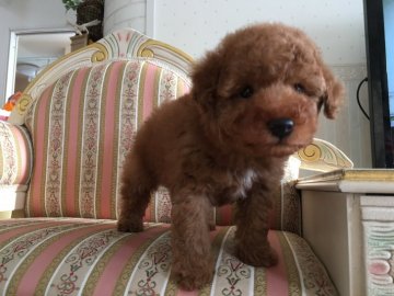 トイプードル(トイ)【北海道・男の子・2016年11月3日・レッド】の写真「モコモコの可愛いぬいぐるみの様な子☆」