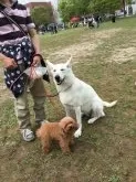タイニープードル【北海道・男の子・2017年4月6日・レッド】の写真4「母犬と同居犬のお写真です。」