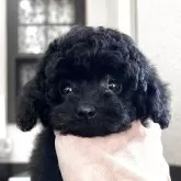 タイニープードル