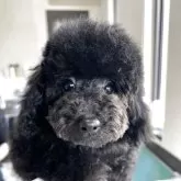 タイニープードル