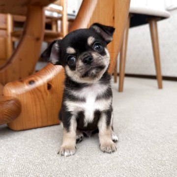 チワワ(スムース)【京都府・男の子・2025年11月23日・ブラックタン】の写真「元気なイケメン君です😄」