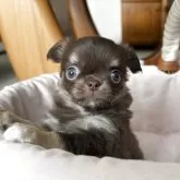 チワワ(ロング)