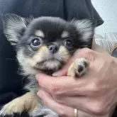 チワワ(ロング)【京都府・男の子・2024年4月1日・ブラックタン】の写真1