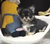 チワワ(ロング)【京都府・男の子・2024年4月1日・ブラックタン】の写真4