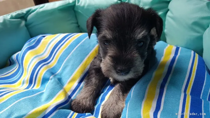 まな 様のお迎えした子犬