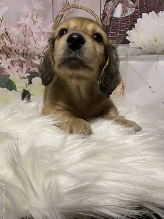 ID：2201-03267の子犬