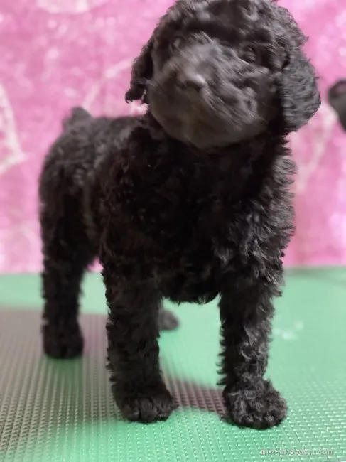 ID：2002-00412の子犬