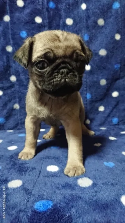 ID：1802-00324の子犬