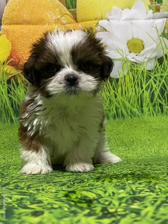 ID:2108-01370の子犬