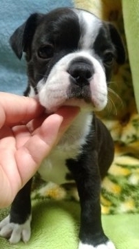 ボストンテリア【群馬県・男の子・2017年3月20日・ボストンカラー】の写真「甘えん坊のぼくです」