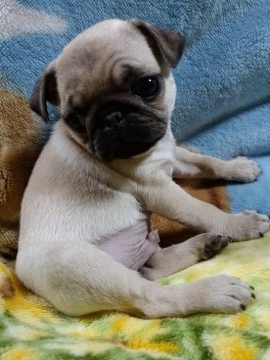 パグ【群馬県・男の子・2017年2月12日・フォーン】の写真「可愛い男の子です💓」