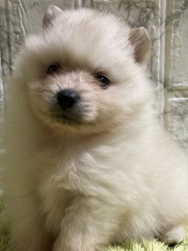 ポメラニアン【群馬県・男の子・2020年9月8日・クリーム】の写真「甘ったれ君です❤️」