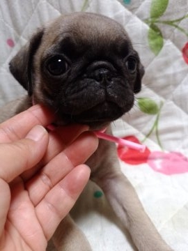 パグ【群馬県・女の子・2017年5月28日・フォーン】の写真「ワクチン接種2回終わりました！」