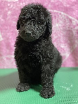 スタンダードプードル【群馬県・男の子・2019年12月24日・シルバー】の写真「本日で募集攻めきりです。」