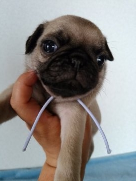 パグ【群馬県・男の子・2017年5月28日・フォーン】の写真「可愛い男の子です（紫リボンくん）」