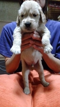 ゴールデンレトリバー【群馬県・男の子・2017年9月1日・ゴールデン】の写真「可愛い男の子です🎶」