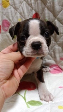 ボストンテリア【群馬県・男の子・2017年7月15日・ブリンドル&ホワイト】の写真「優しい男の子です」