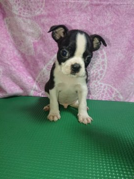 ボストンテリア【群馬県・男の子・2019年7月5日・ボストンカラー】の写真「甘えん坊な男の子です🐾」