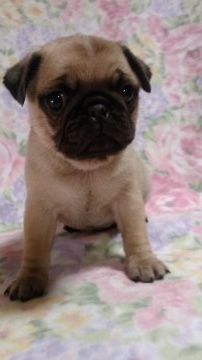 パグ【群馬県・男の子・2016年12月16日・フォーン】の写真「可愛い男の子です」