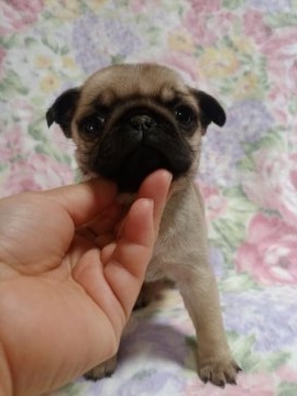 パグ【群馬県・女の子・2016年12月16日・フォーン】の写真「小振りでおっとりした子です」