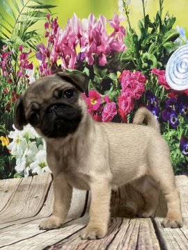 パグ【群馬県・女の子・2021年11月24日・フォーン】の写真「4月20日迄の募集です❣️」