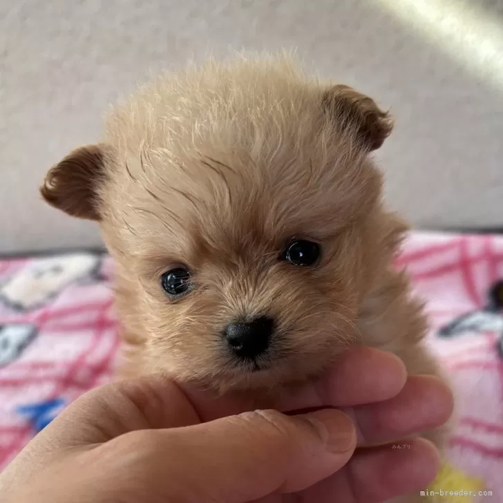 やす 様のお迎えした子犬