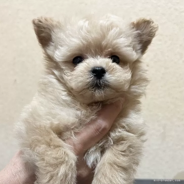 ID：2407-06567の子犬