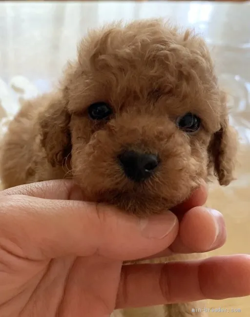 ID:1906-00300の子犬