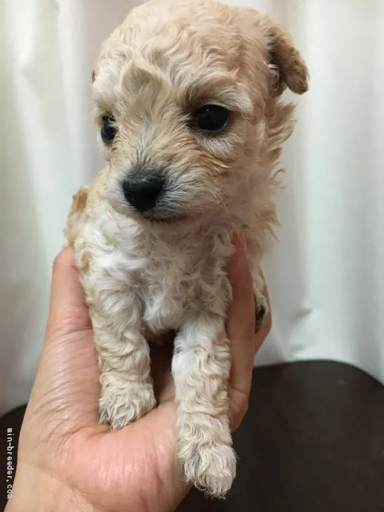 あーちゃん 様のお迎えした子犬