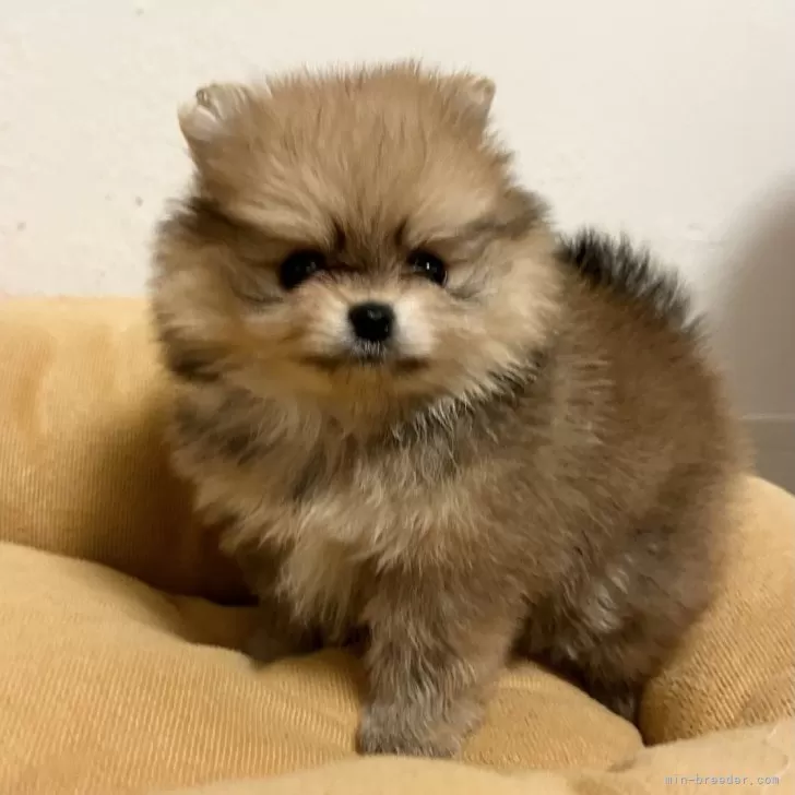 あやこ 様のお迎えした子犬