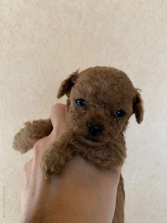 ID：2003-01207の子犬