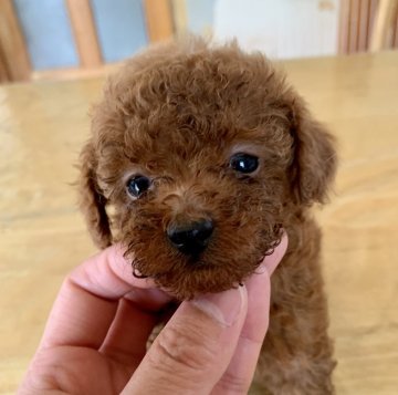 トイプードル(タイニー)【群馬県・男の子・2019年4月25日・レッド】の写真「濃いめな綺麗なレッド」