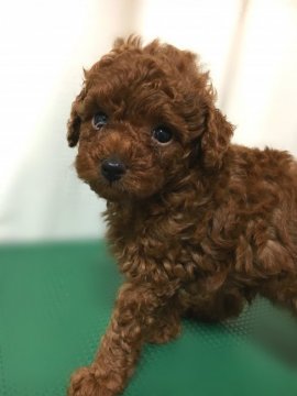 トイプードル(タイニー)【群馬県・男の子・2018年8月12日・レッド】の写真「綺麗な濃いめのレッドです♡」