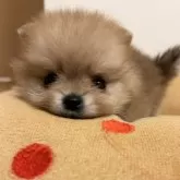 ポメラニアン【群馬県・男の子・2024年5月28日・オレンジ】の写真1「女の子みたいな顔の男の子です。」