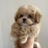 トイプードル×ペキニーズ【群馬県・女の子・2022年10月24日・クリーム】の写真1「12/26撮影」