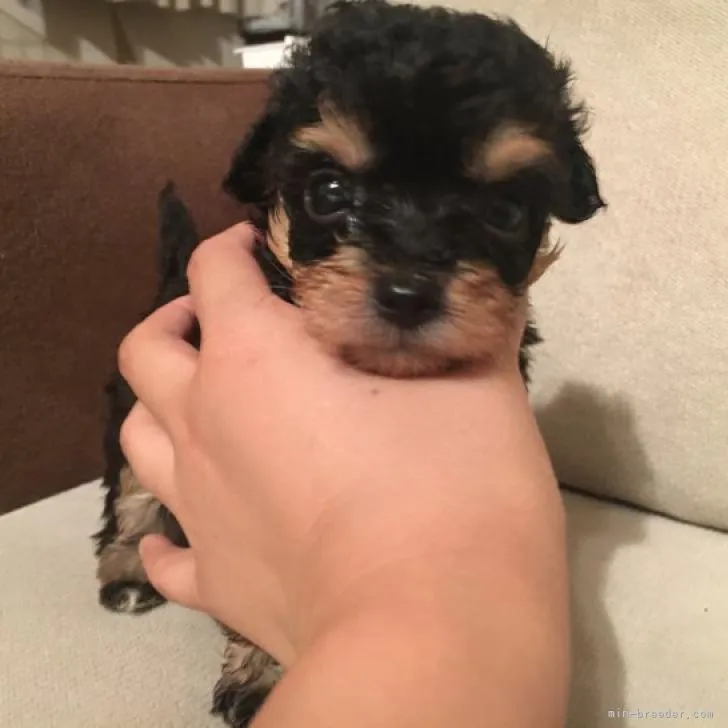 ID:2207-03104の子犬