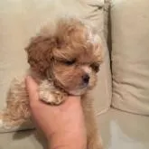 トイプードル×ペキニーズ【群馬県・女の子・2022年10月24日・クリーム】の写真2