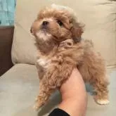 トイプードル×ペキニーズ【群馬県・女の子・2022年10月24日・クリーム】の写真3