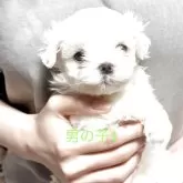 マルチーズ